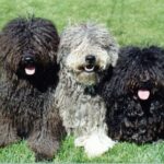 Puli
