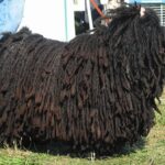 Puli