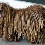 Puli