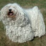 Puli