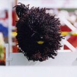 Puli