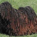 Puli