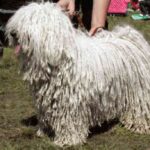 Puli