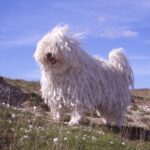 Puli