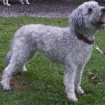 Pumi