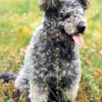 Pumi