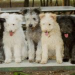 Pumi