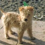 Pumi