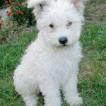 Pumi