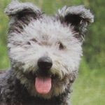 Pumi