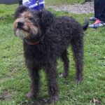 Pumi