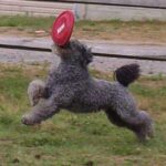Pumi