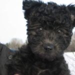 Pumi