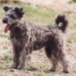 Pumi