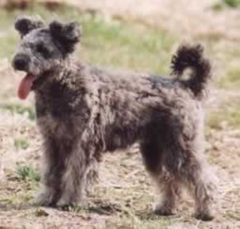 Pumi