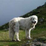 Pyreneerhund
