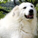 Pyreneerhund