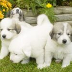 Pyreneerhund