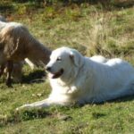 Pyreneerhund