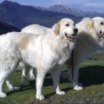 Pyreneerhund