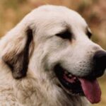 Pyreneerhund