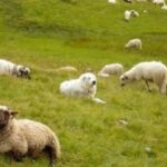 Pyreneerhund