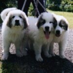Pyreneerhund