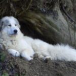 Pyreneerhund