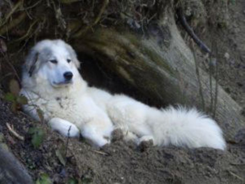 Pyreneerhund