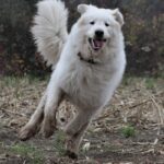 Pyreneerhund