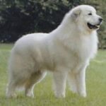 Pyreneerhund