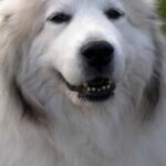 Pyreneerhund