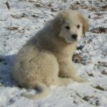 Pyreneerhund