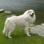 Pyreneerhund