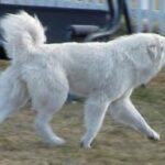 Pyreneerhund