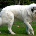 Pyreneerhund