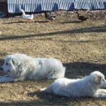 Pyreneerhund