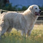 Pyreneerhund