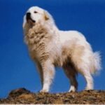 Pyreneerhund