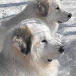 Pyreneerhund