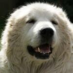 Pyreneerhund
