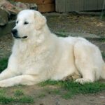 Pyreneerhund