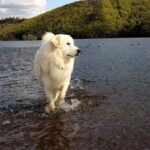 Pyreneerhund