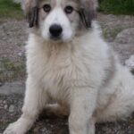Pyreneerhund