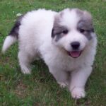 Pyreneerhund