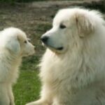 Pyreneerhund