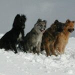 Pyreneisk Gjeterhund m/korth.hode