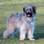 Pyreneisk Gjeterhund m/korth.hode