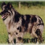 Pyreneisk Gjeterhund m/korth.hode