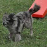 Pyreneisk Gjeterhund m/korth.hode